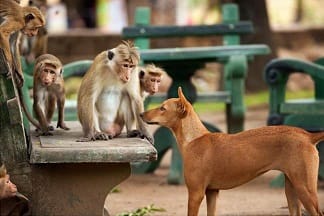 Happy Earth Day: Monkey Kingdom Monkey Kingdom