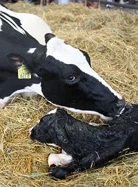 cow-birthing
