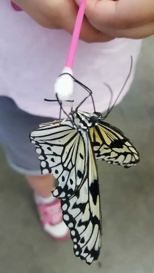 NYS Fair Butterfly