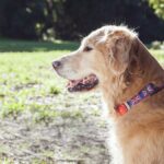 Keep Track of Your Pet & Their Health with Paby Smart Pet Tracker | #Paby #PetParents