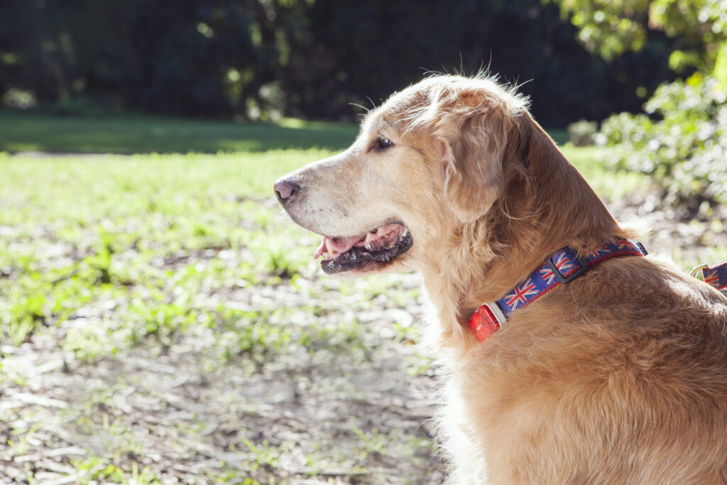 Paby Smart Pet Tracker 