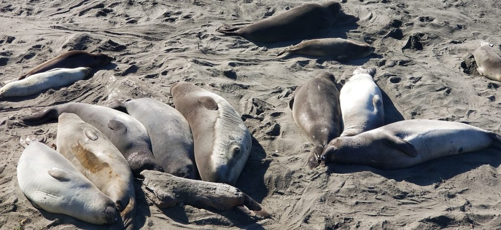 Kia Niro Road Trip San Simeon Seals