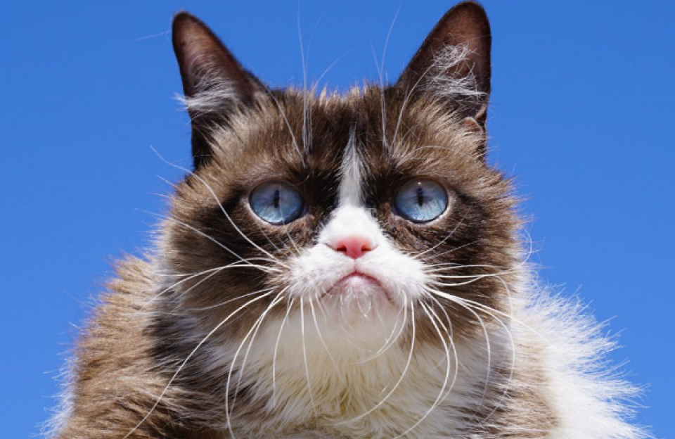 Grumpy-Cat