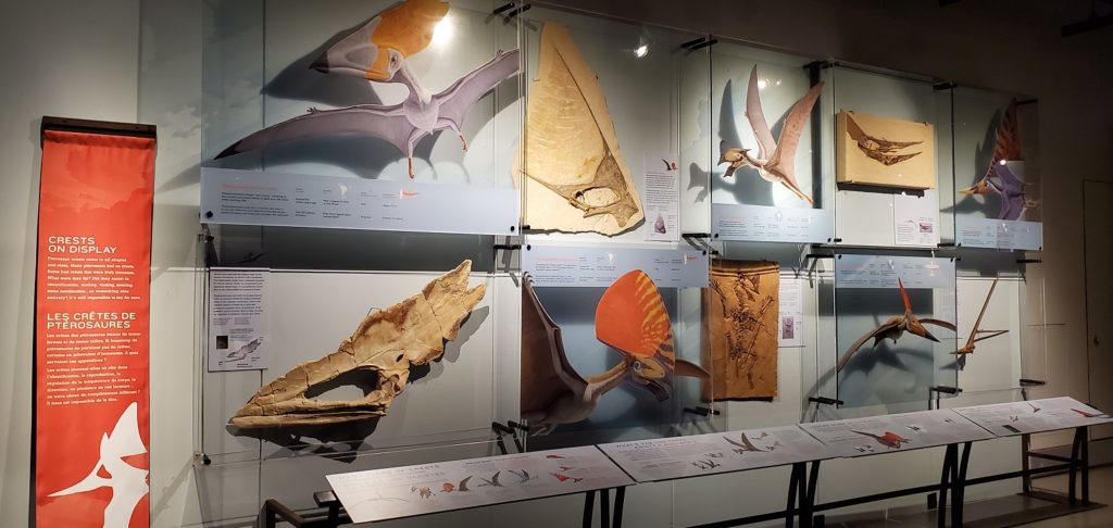 Pterosaur Exhibit crests on display