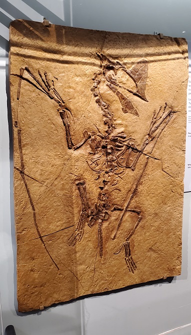 Pterosaur Exhibit fossil