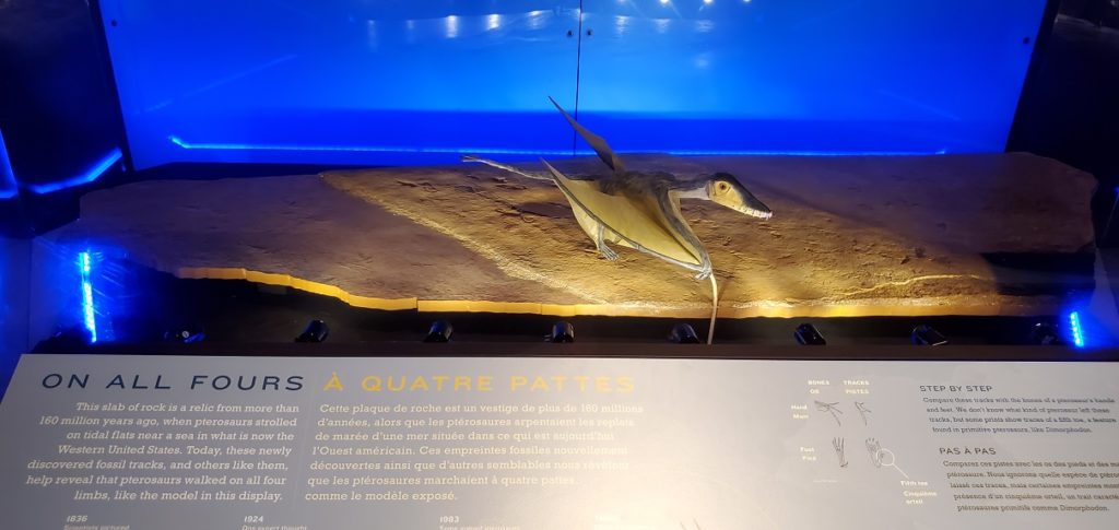 Pterosaur Exhibit on all fours