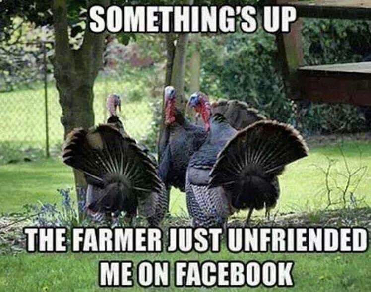 25+ Hilarious Thanksgiving Memes That Will Make You Giggle
