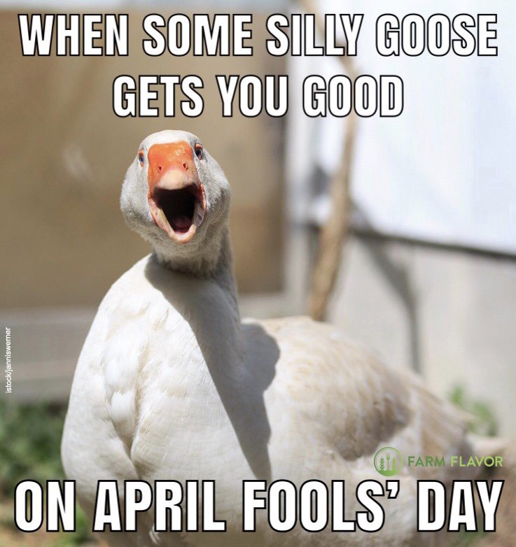 Best April Fools Memes Memes Funny Memes Flirting Memes Vrogue