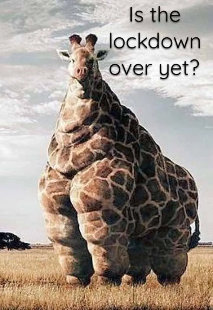 quarantine weight gain meme