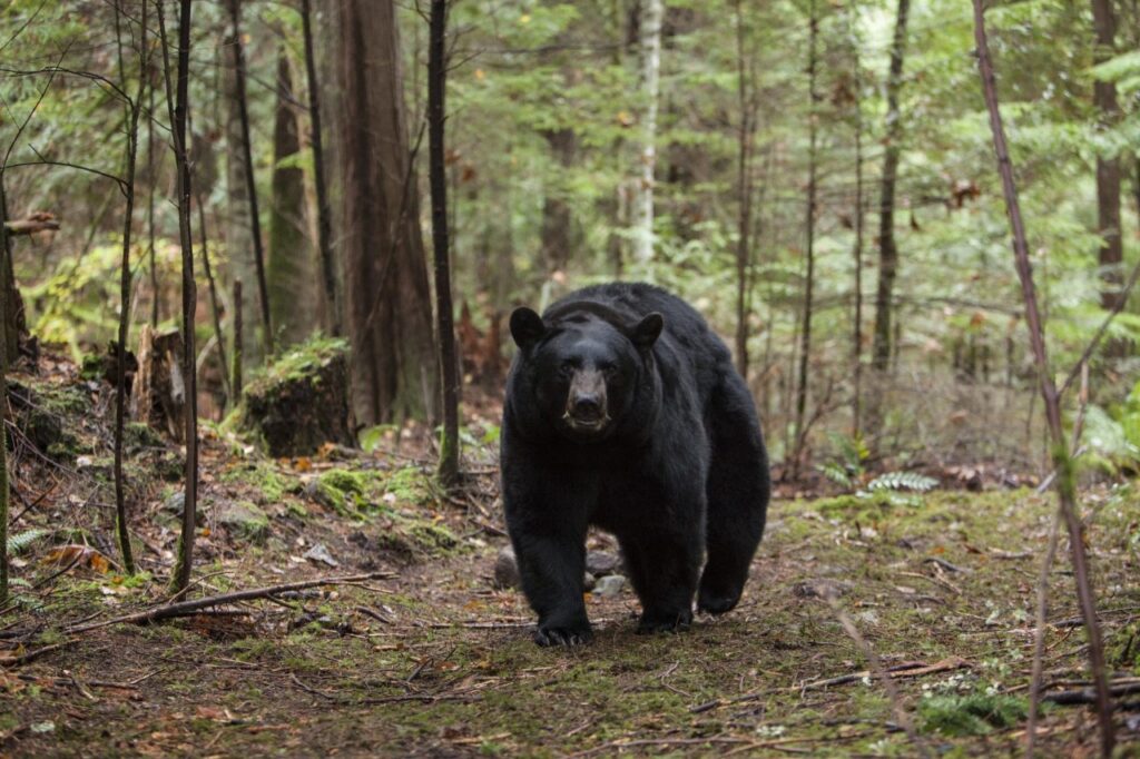 alternative valentine's day movies backcountry