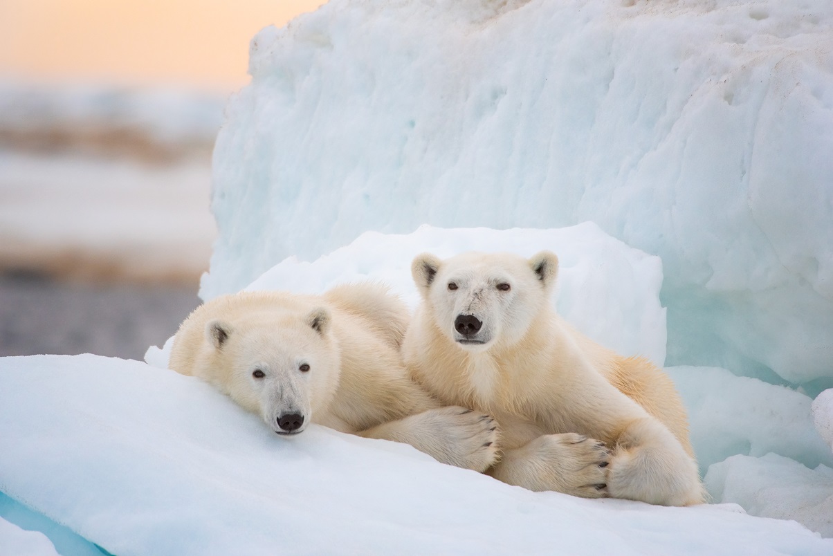Disneynature’s Polar Bear Inspires Change & Gives Hope Disneynature’s POLAR BEAR review