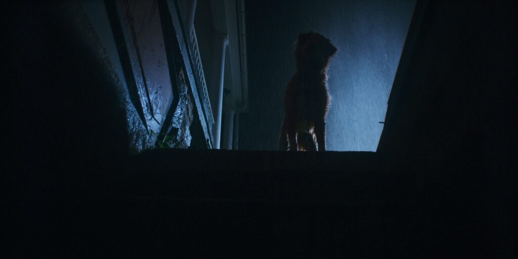 Good Boy Review